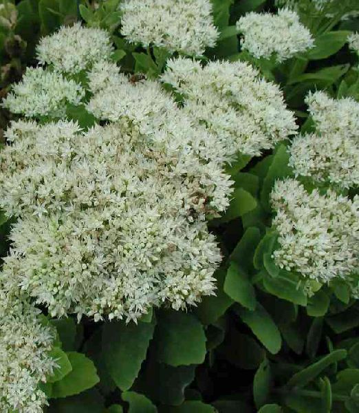 Sedum spectabile 'Iceberg' 